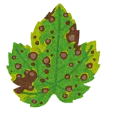 Fungicide